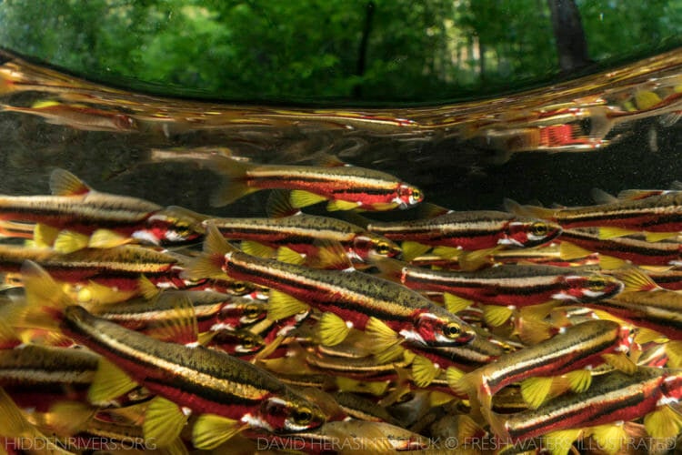 Hidden Rivers