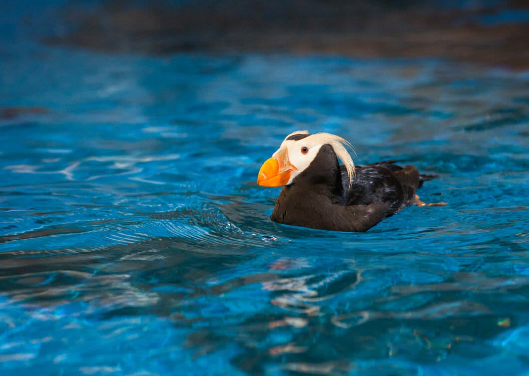 Visit Today | Georgia Aquarium | Located in Downtown Atlanta, Georgia 51