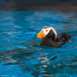 Visit Today | Georgia Aquarium | Located in Downtown Atlanta, Georgia 51