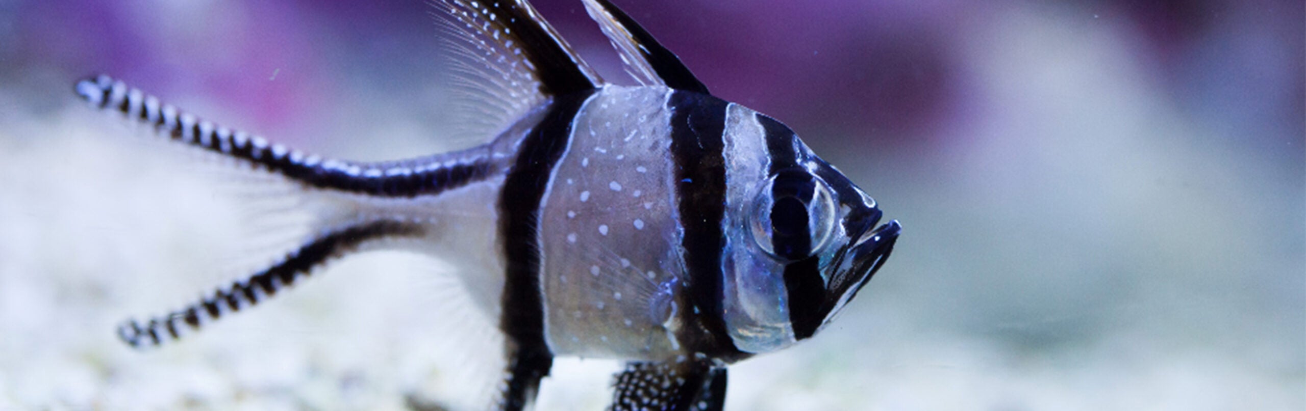 Banggai Cardinalfish