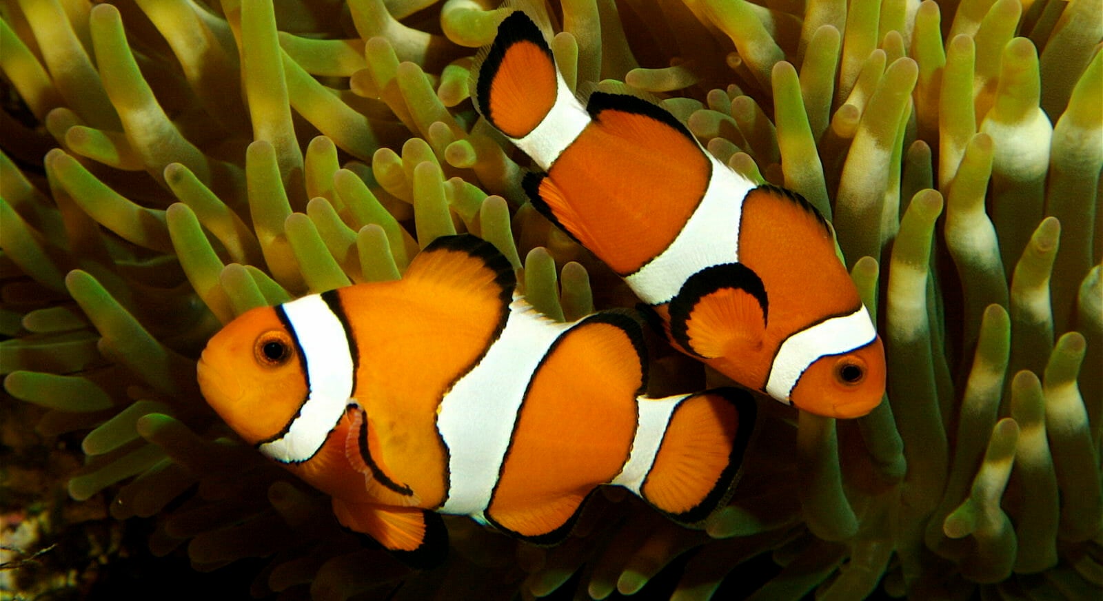 Gift Certificate Price Guide Aquarium