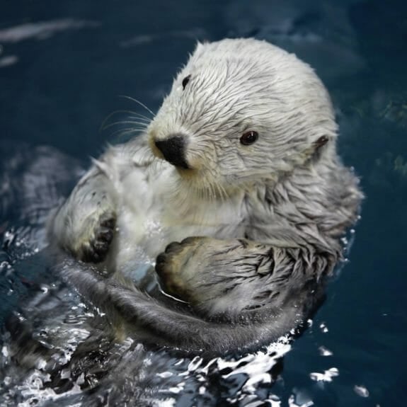 Aquarium Membership Aquarium