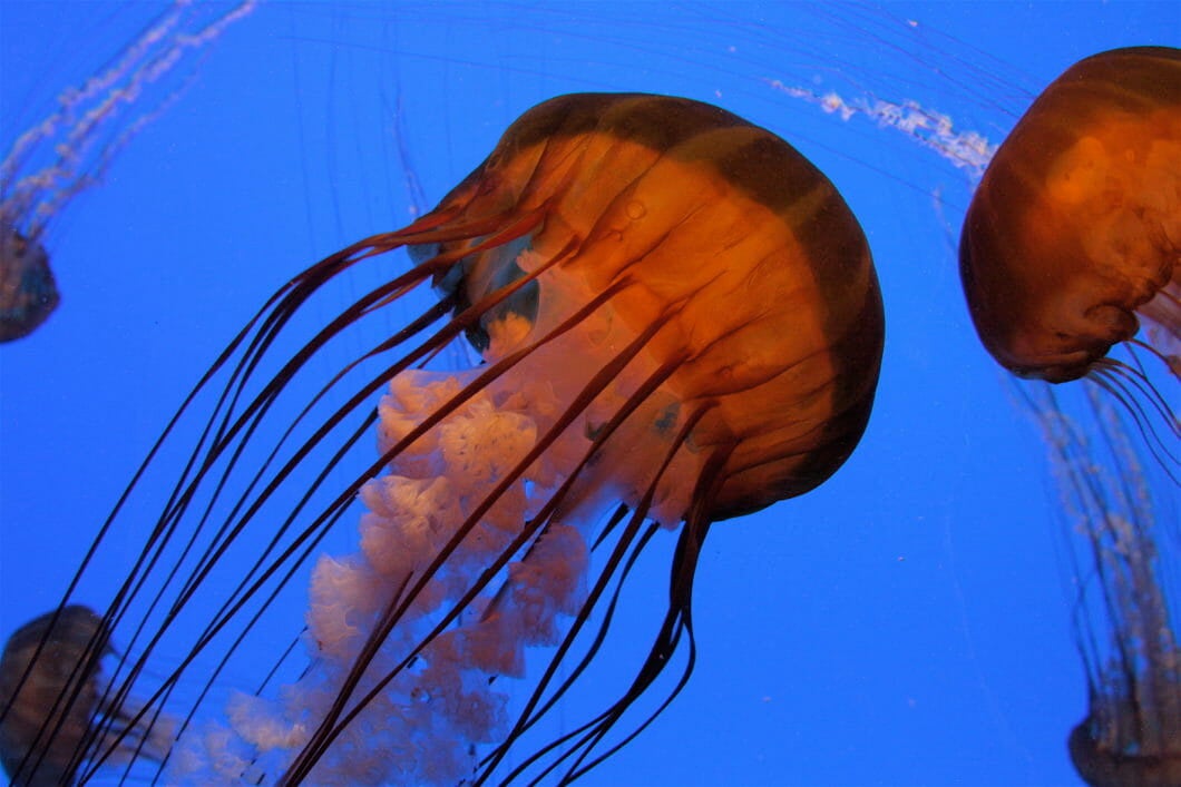 Visit Today | Georgia Aquarium | Located in Downtown Atlanta, Georgia 53