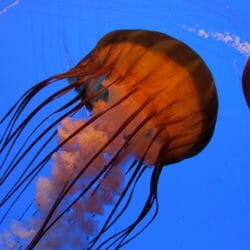 Visit Today | Georgia Aquarium | Located in Downtown Atlanta, Georgia 53