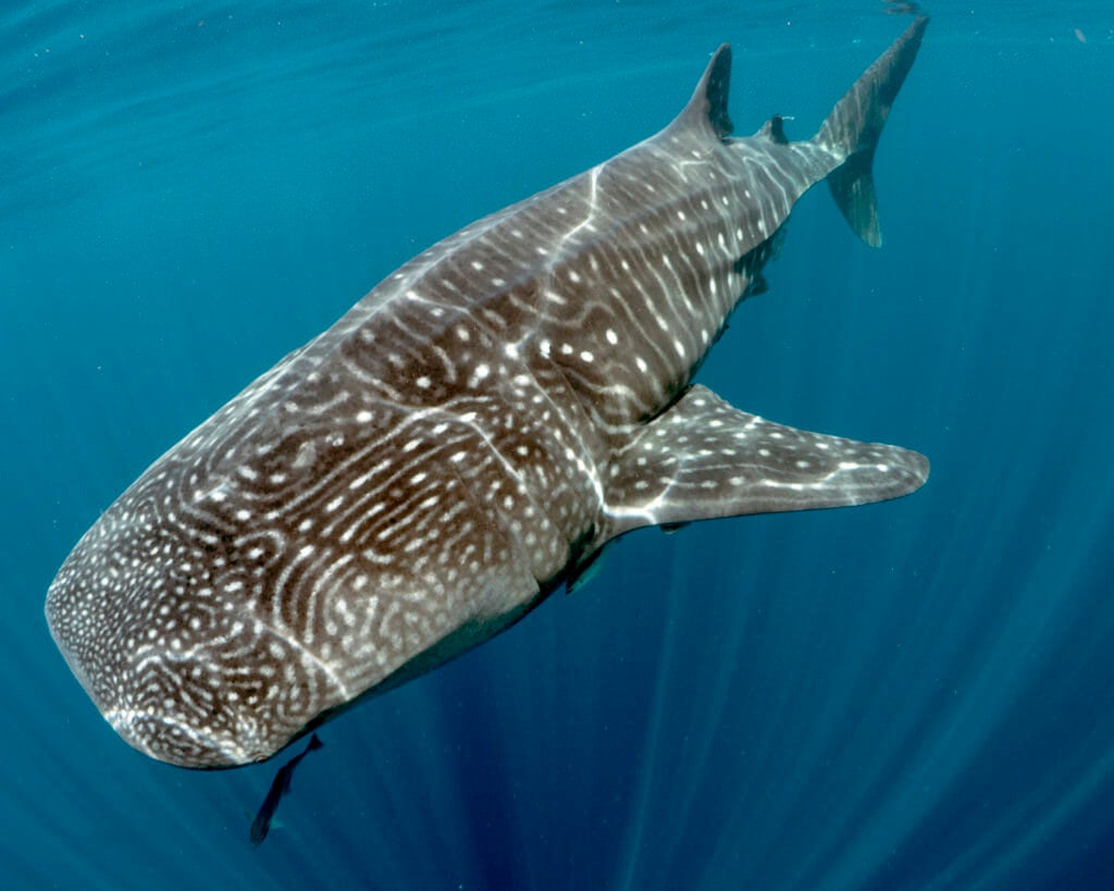 blue whale aquarium