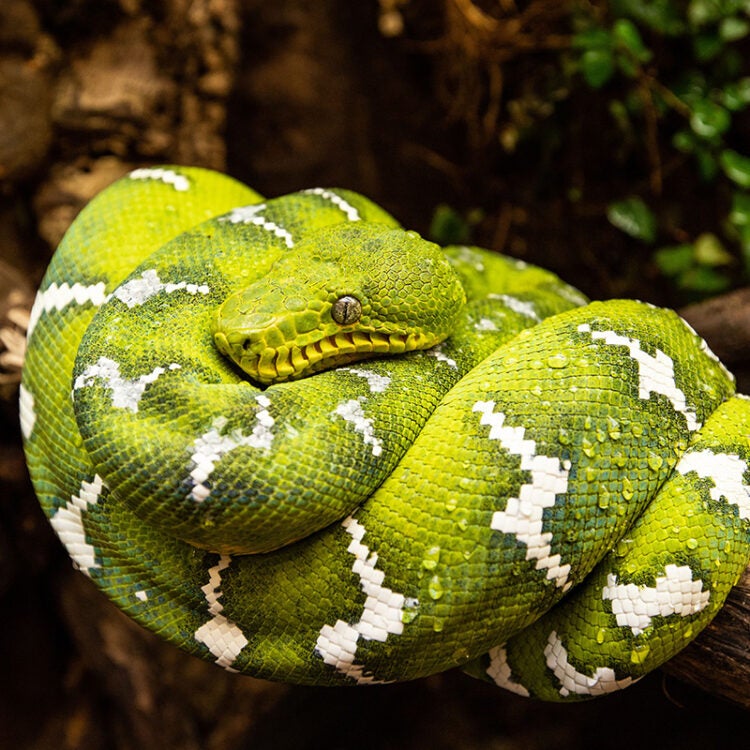 National Aquarium - Emerald Tree Boa