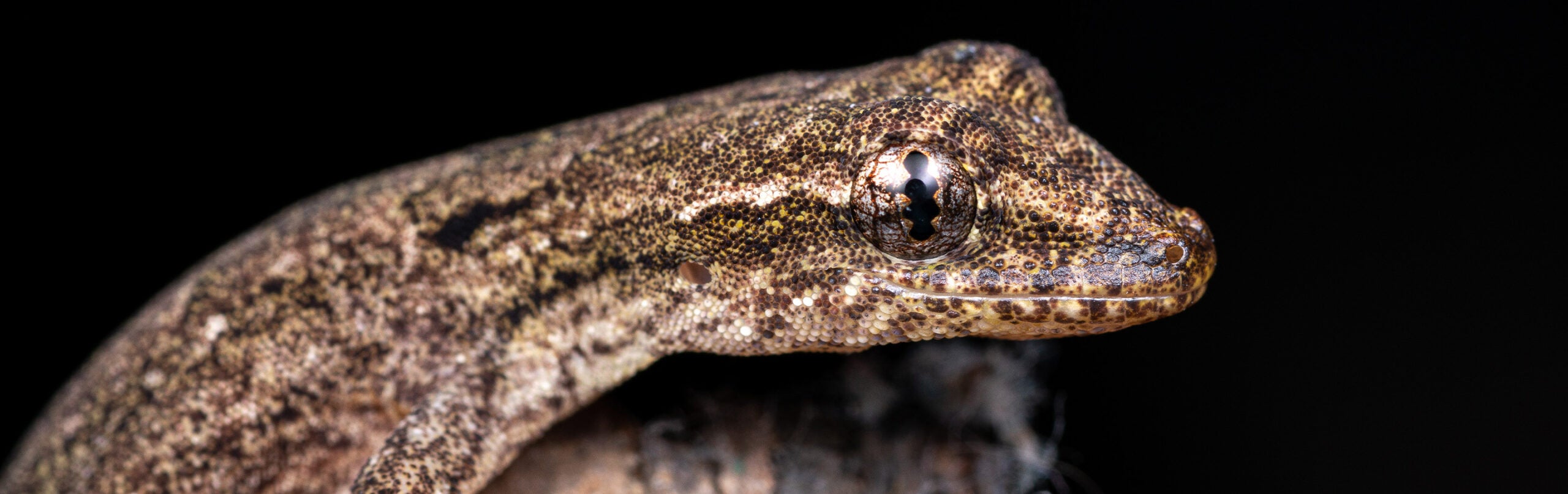 Mourning Gecko