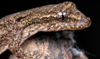 Mourning Gecko 1