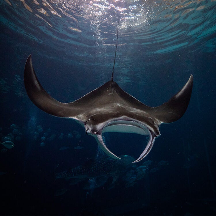 Giant oceanic manta ray  Ocean giants - educational exhibition