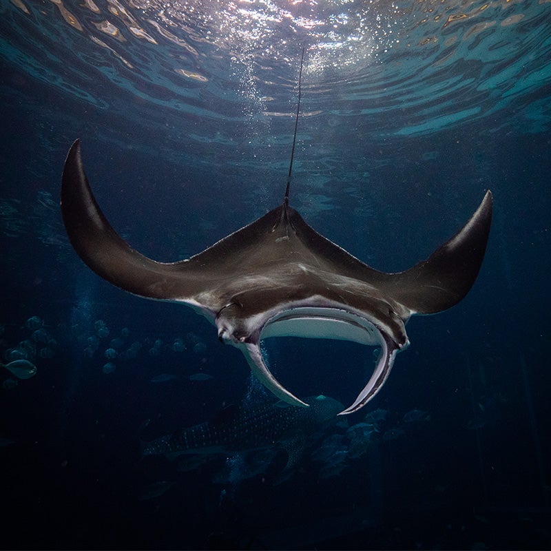 Manta ray guide: how to identify, diet and where they live - Discover  Wildlife
