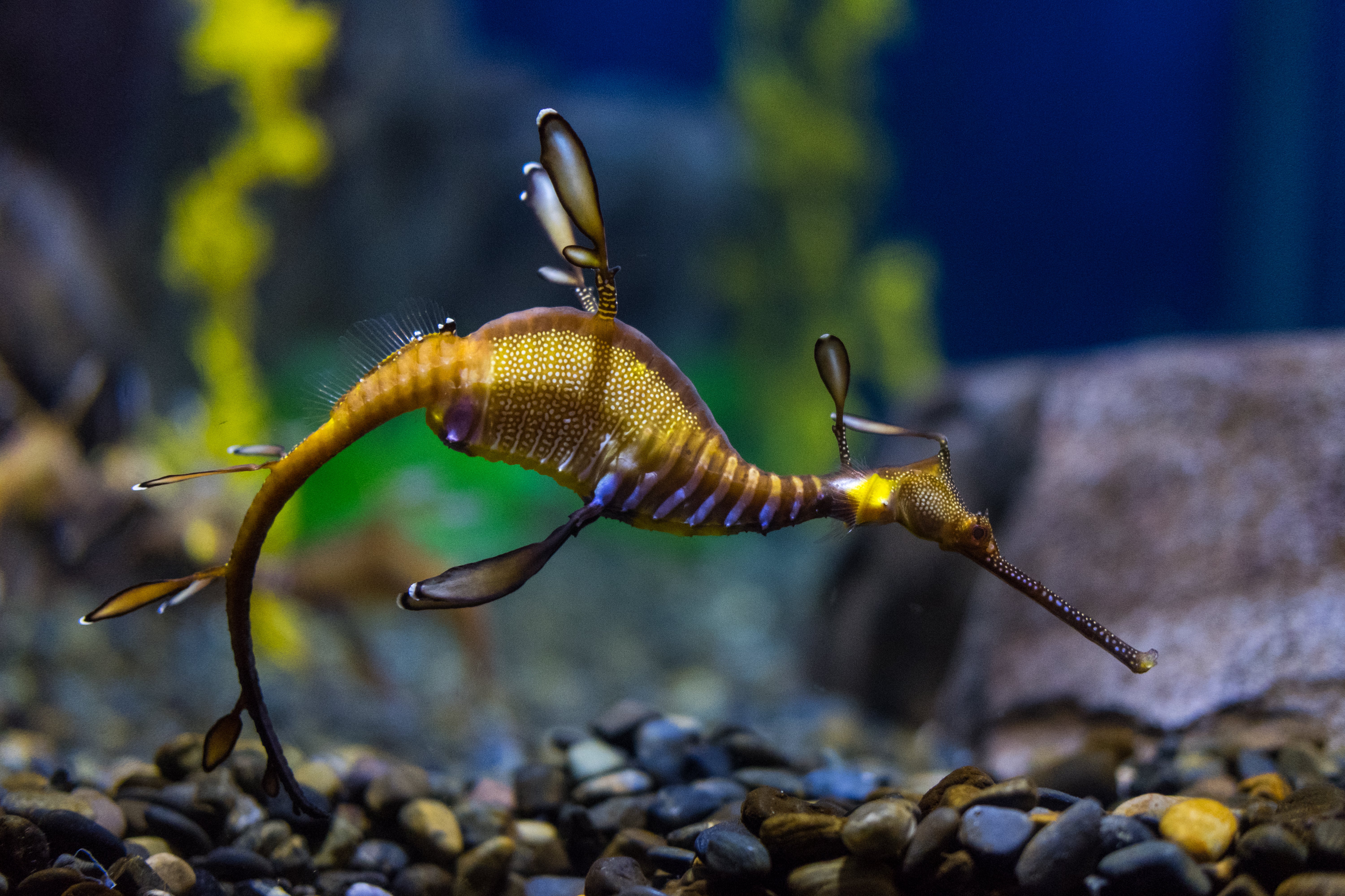 Sea Dragon Feeding