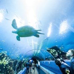 Ocean Voyager Virtual Tour