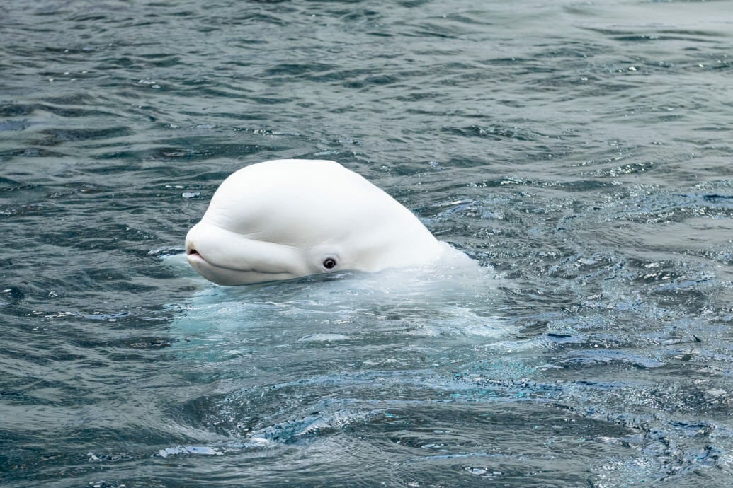 Guided Virtual Tours Cold Water Quest Aquarium