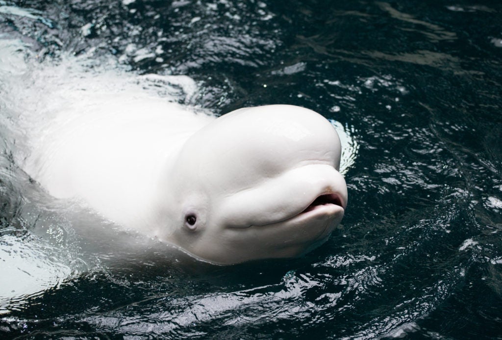 Beluga watches you sleep 