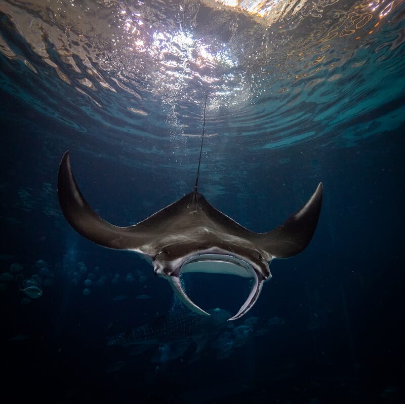 Manta Ray - Georgia Aquarium