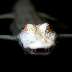 Albino Gator Swimming in Dark Water