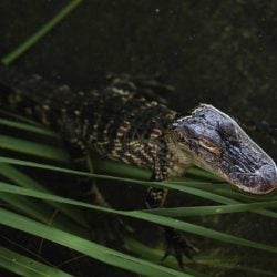 The Gators Are Back 3