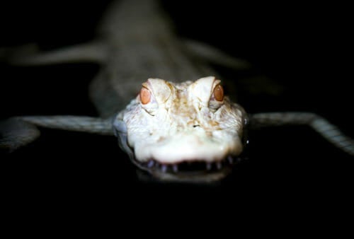 Albino Gator Swimming in Dark Water