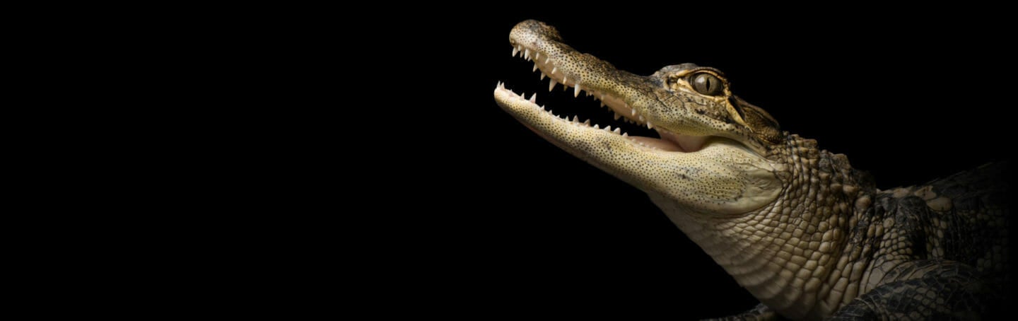 The Gators Are Back 7