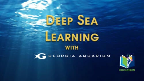 Deep Sea Learning with Georgia Aquarium's Education Department