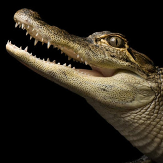 Beluga Whale cam Aquarium Atlanta, Visit Today