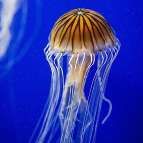 Directions & Parking Aquarium