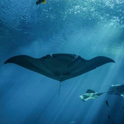 Mindful with the Mantas