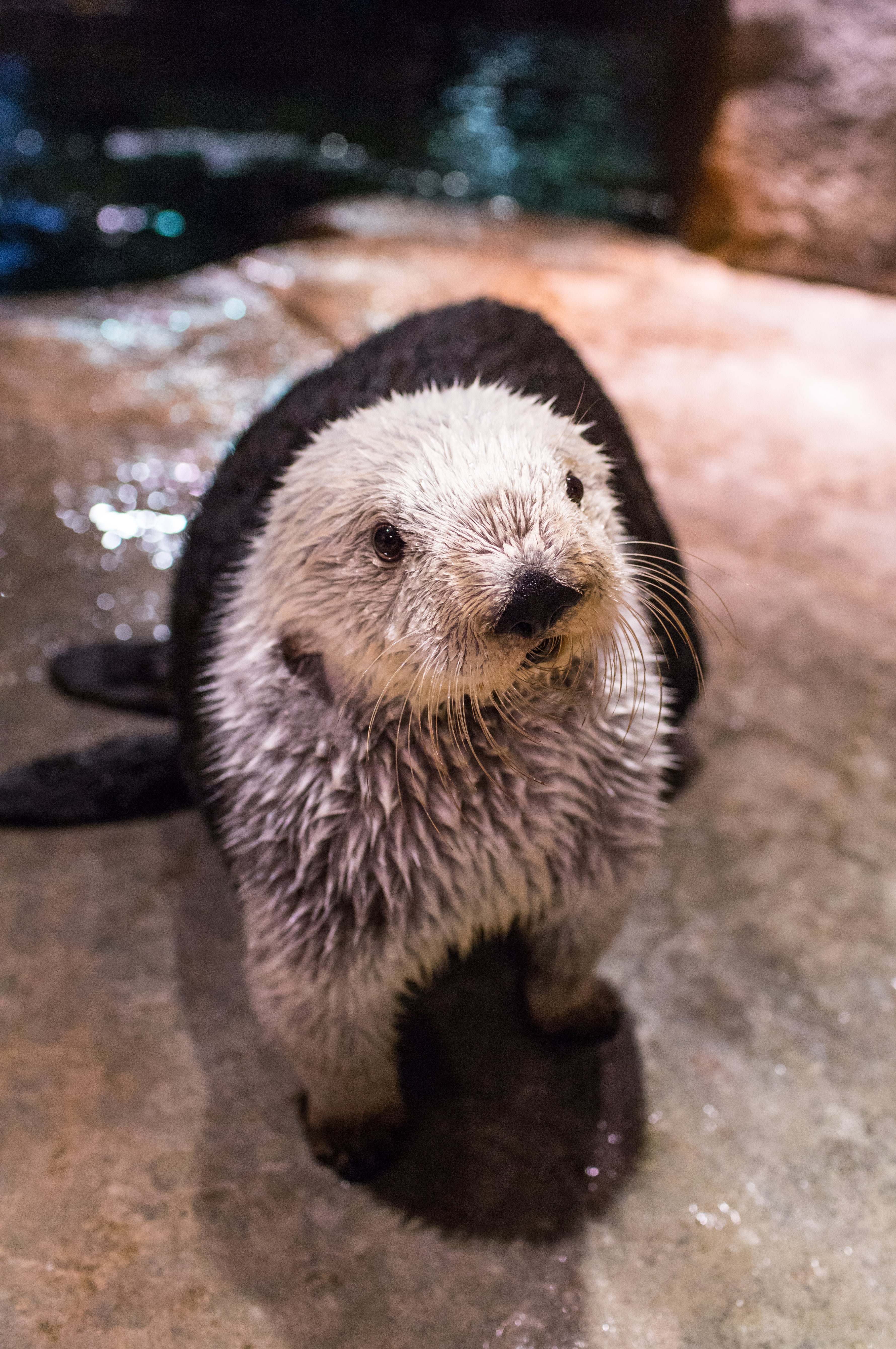 Visit Today | Georgia Aquarium | Located in Downtown Atlanta, Georgia 116