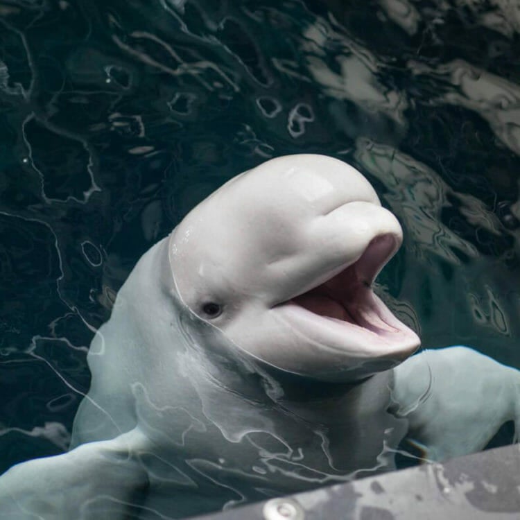 Beluga 