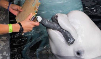 Beluga Paintings