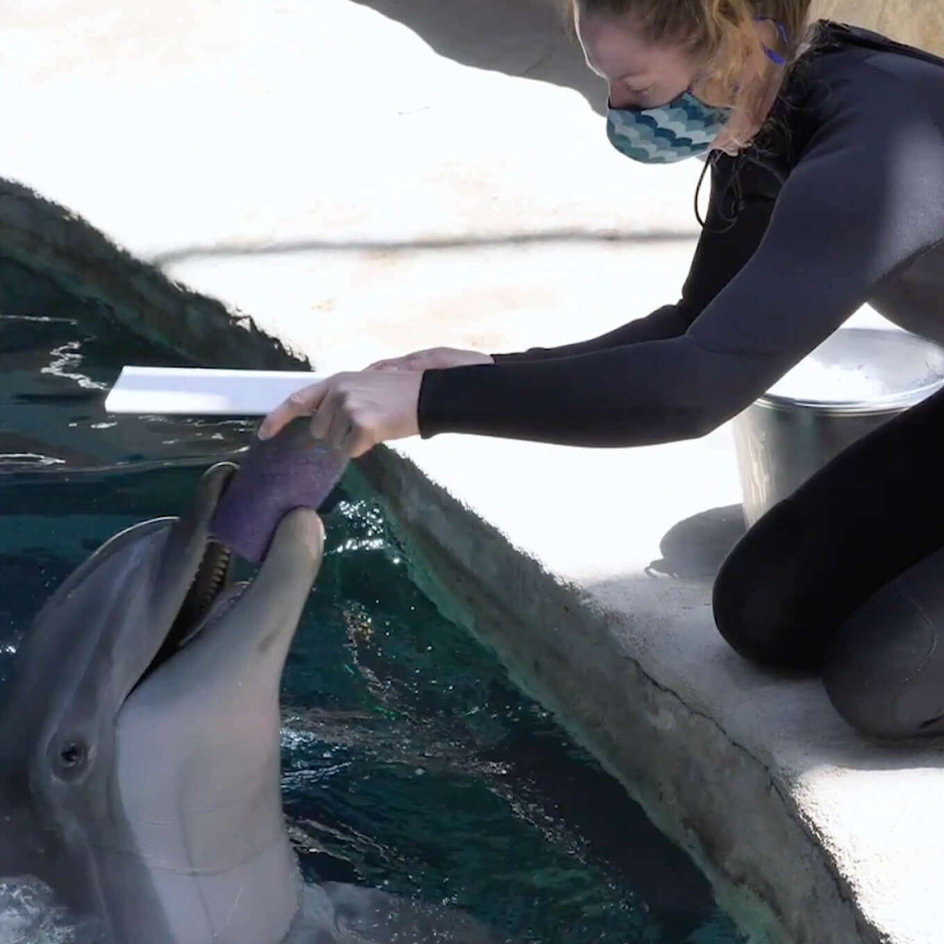 Dolphin Paintings - Georgia Aquarium