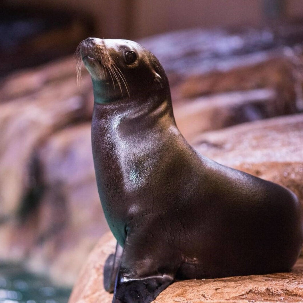 Sea Lion Paintings 5