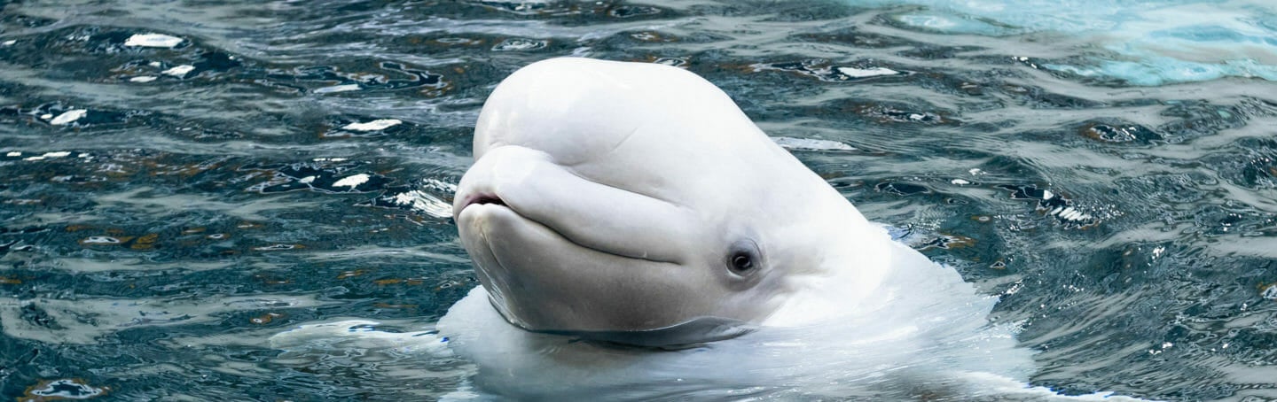 Beluga Paintings 3