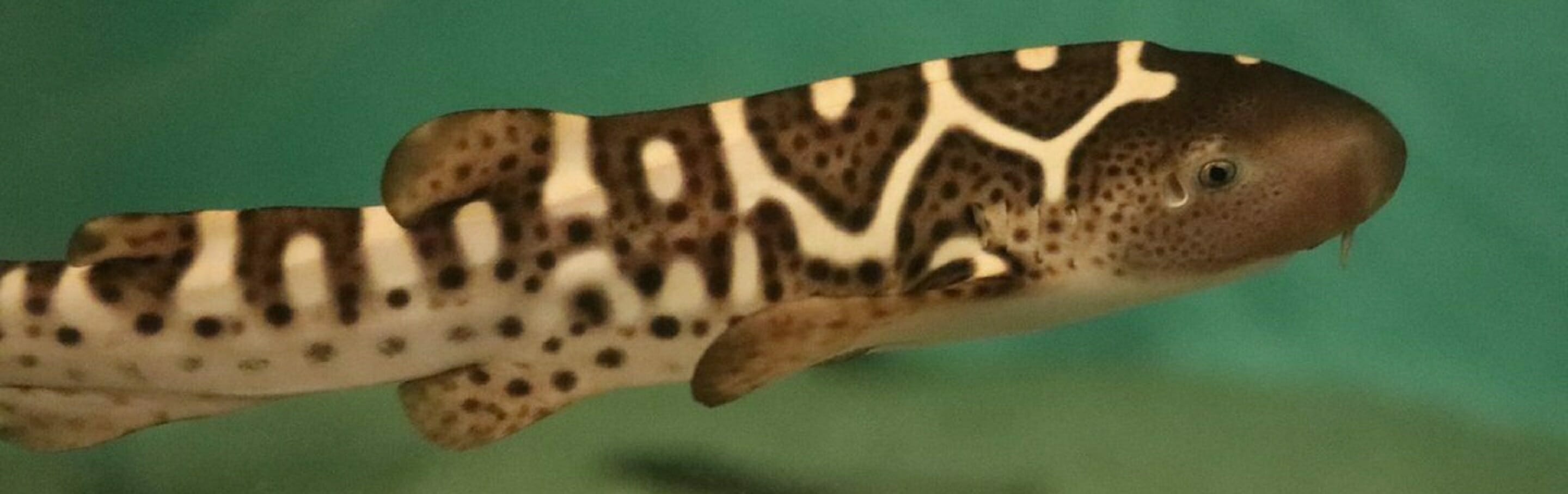 Leopard Shark and Zebra Shark Genetics Program