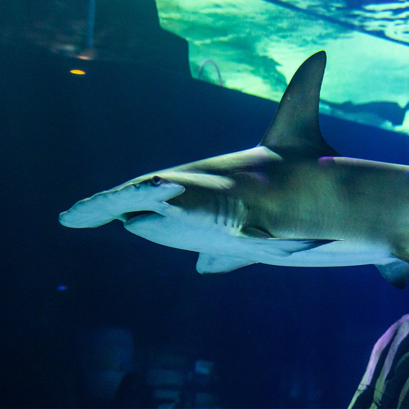 Great Hammerhead Shark - Georgia Aquarium