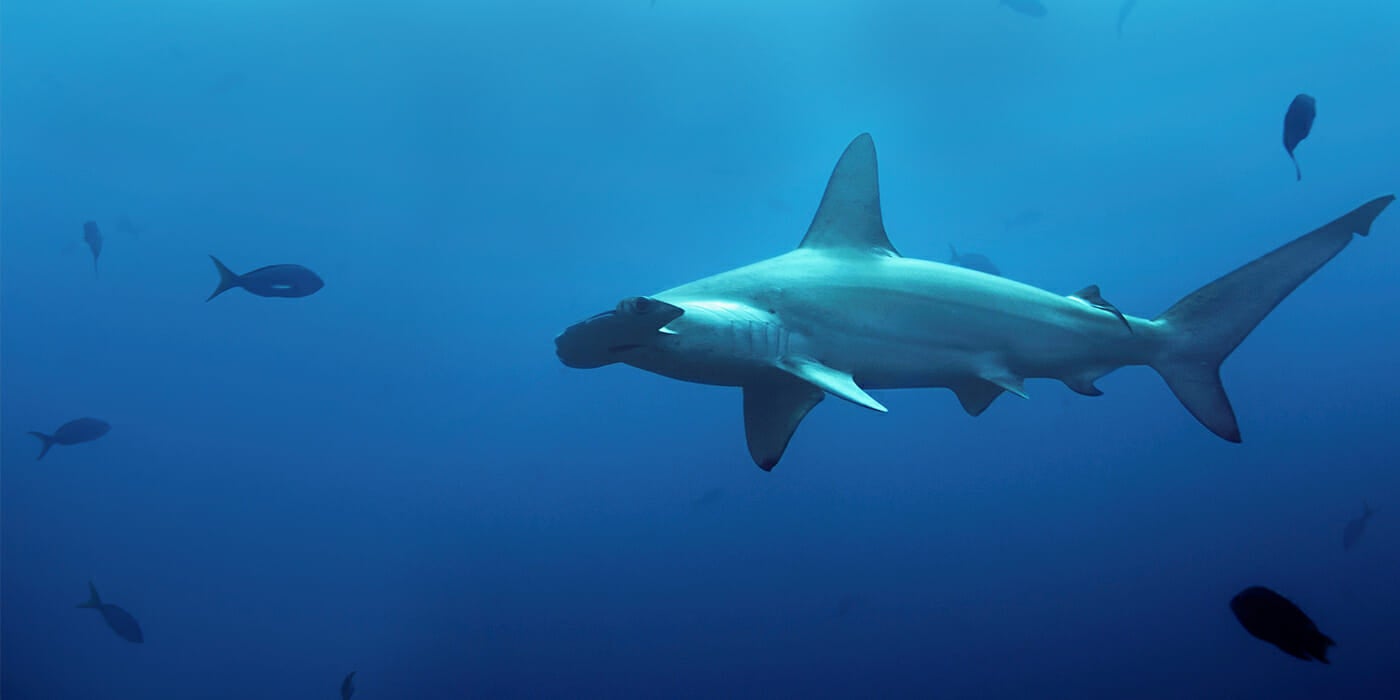 virtual aquarium shark virtual aquarium shark