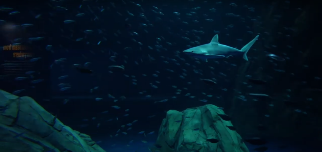 Shark Cage Dive 1
