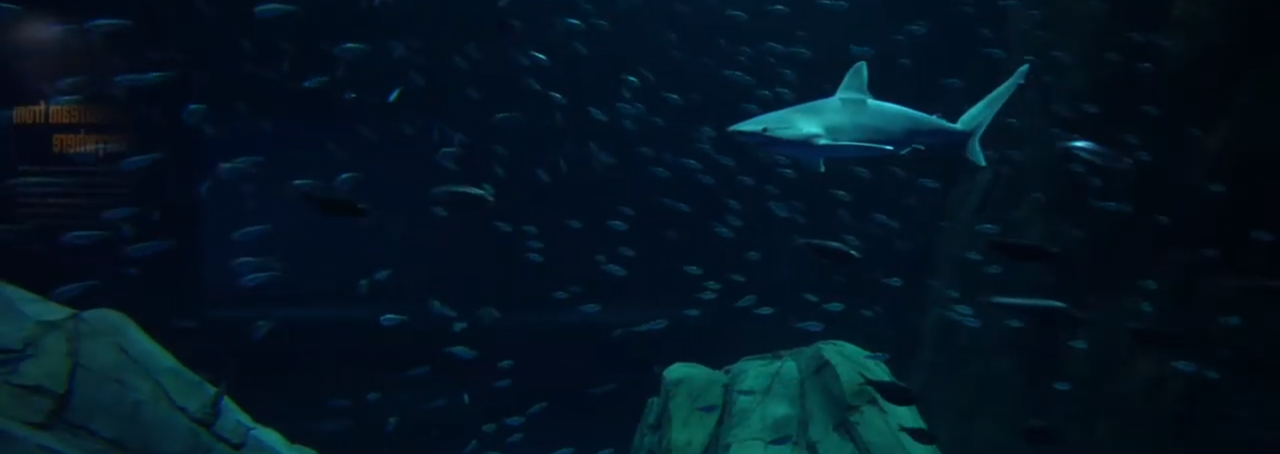 Shark Cage Dive 1