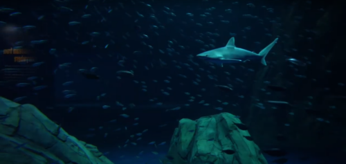 Shark Cage Dive 1