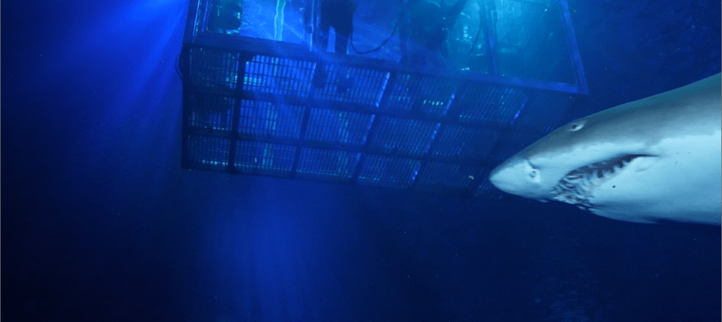 Shark Cage Dive Program | Georgia Aquarium
