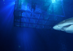 Shark Cage Dive 6