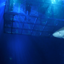 Shark Cage Dive 6