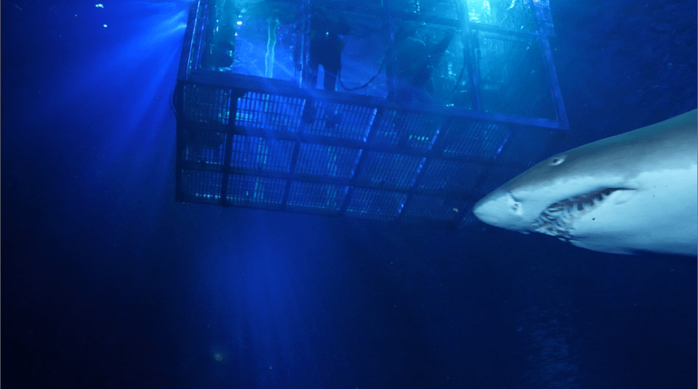 Shark Cage Dive 6