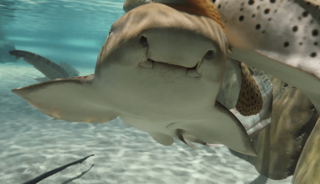 Shark and Ray Interaction Aquarium