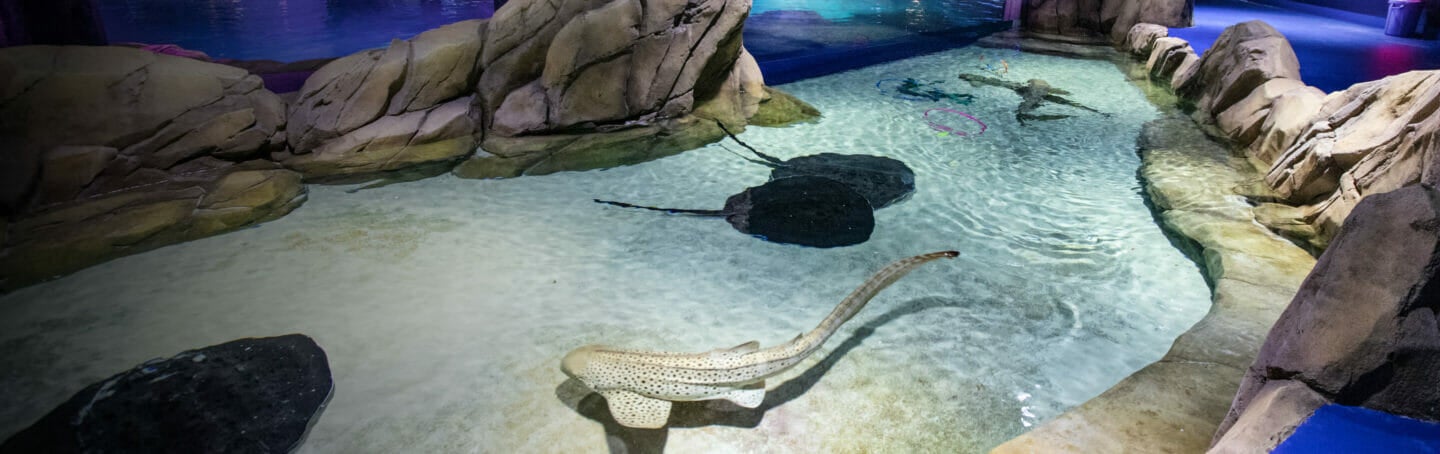 Shark & Ray Interaction 3