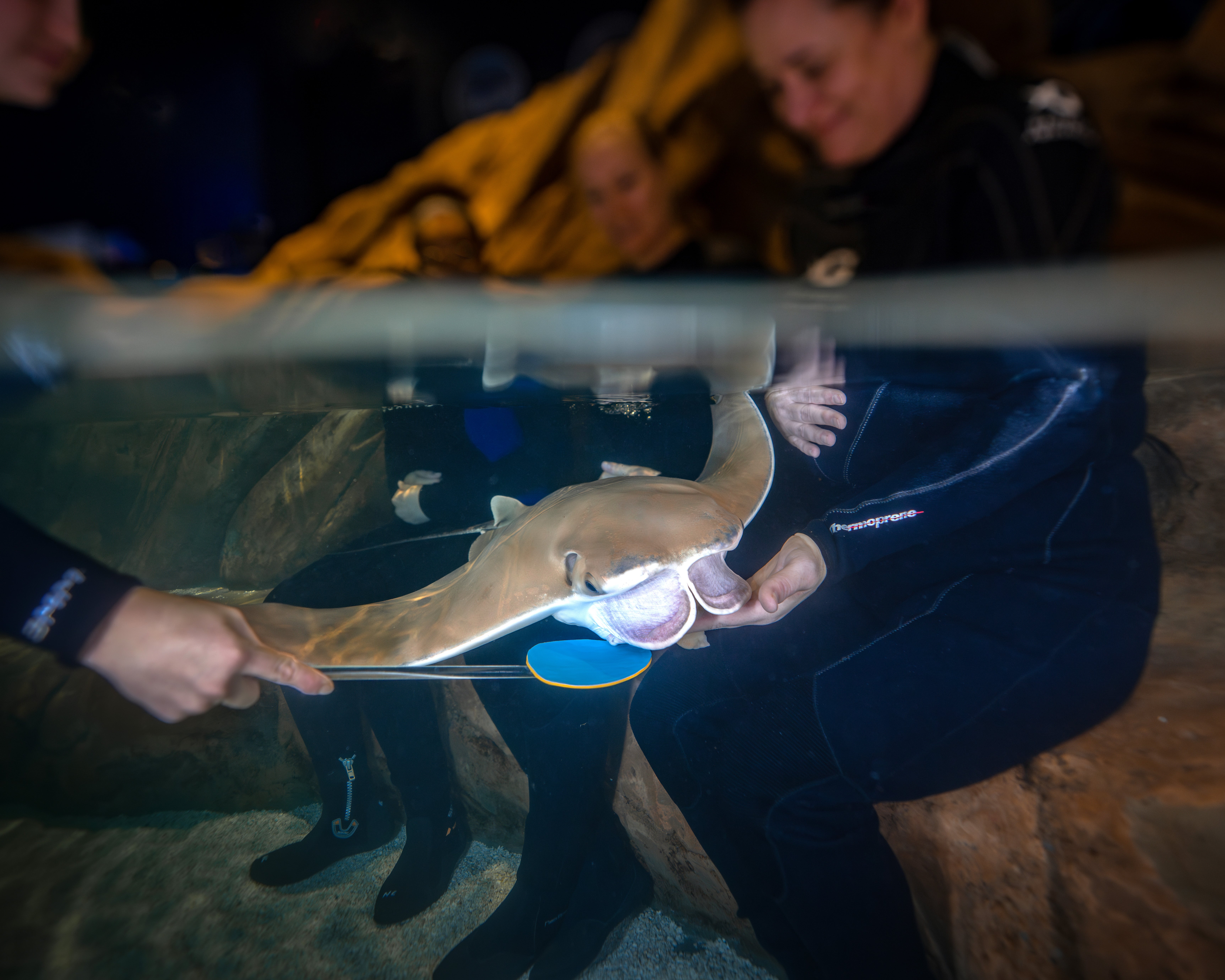 Shark & Ray Interaction