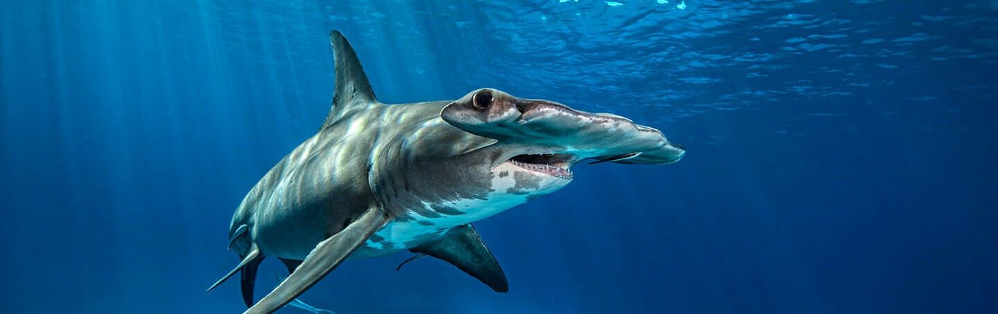 SHARKS! Predators of the Deep