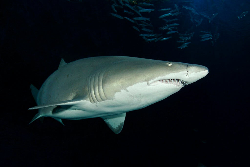 SHARKS! Predators of the Deep | Georgia Aquarium | Fear to Fascination