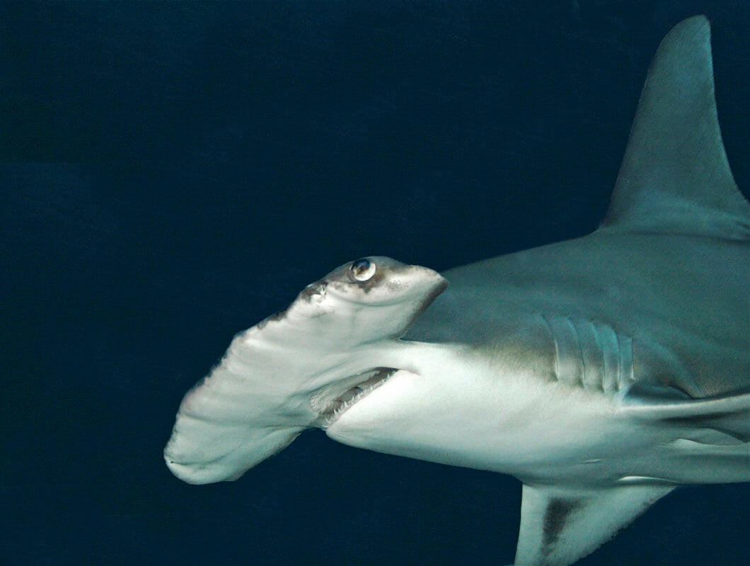 SHARKS! Predators of the Deep 3