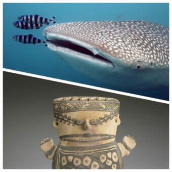 Education Webinar with Carlos Museum